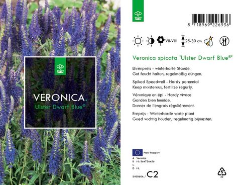 Veronica spicata 'Ulster Dwarf Blue'
