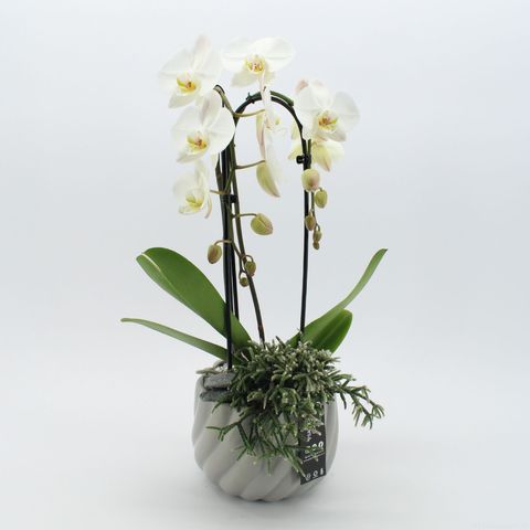 Arrangement Phalaenopsis