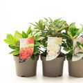 Rhododendron YAKUSHIMAMUM MIX (Y)
