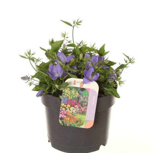 Campanula carpatica 'Blaue Clips'