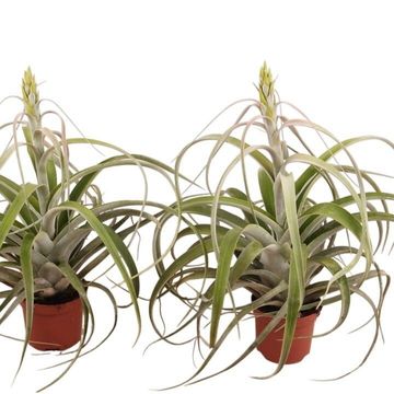 Tillandsia capitata