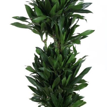 Dracaena fragrans 'Green Jewel'