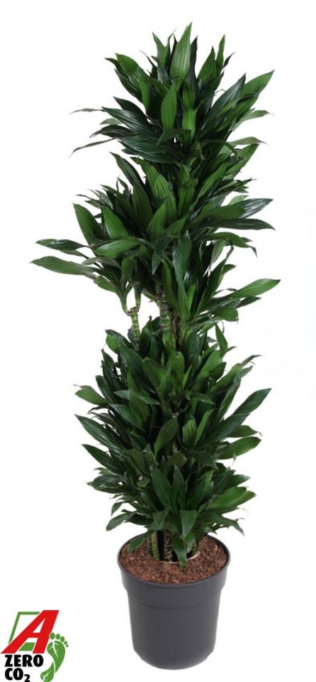 Dracaena fragrans 'Green Jewel'