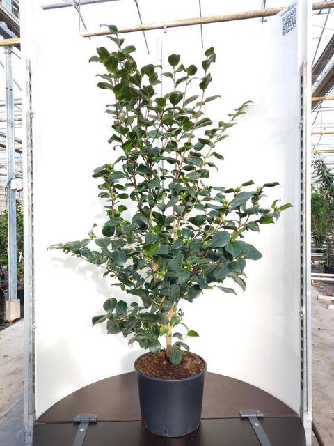 Camellia japonica 'Lady Campbell'