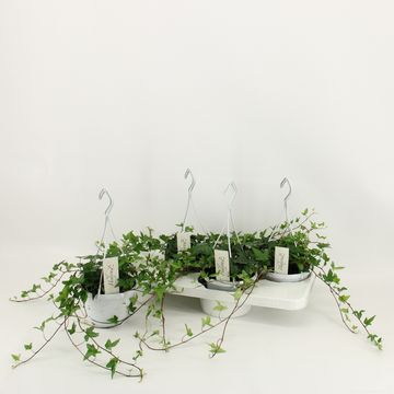 Hedera helix 'Shamrock'