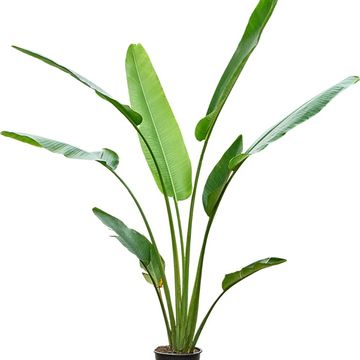 Ravenala madagascariensis