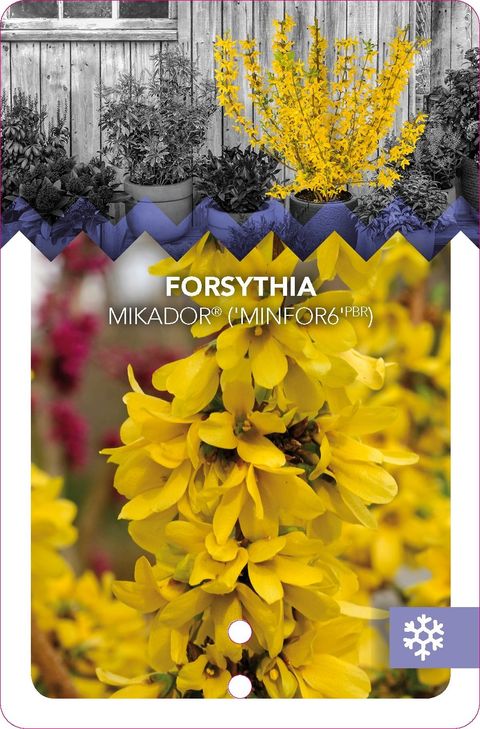 Forsythia x intermedia 'Mindor'