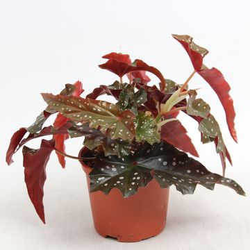 Begonia 'Black Forest'