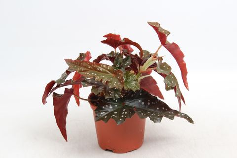 Begonia 'Black Forest'