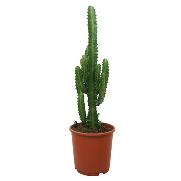 Euphorbia trigona