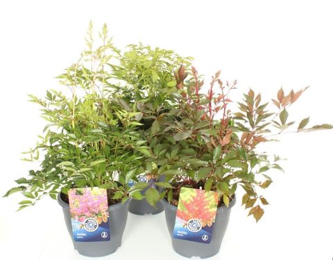 Astilbe MIX