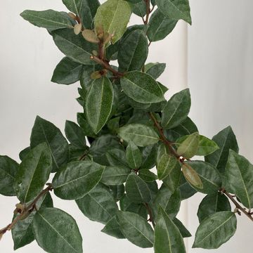 Elaeagnus x ebbingei