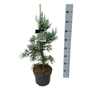 Sequoiadendron giganteum 'Glaucum'