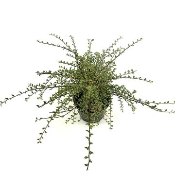 Cotoneaster atropurpureus 'Variegatus'