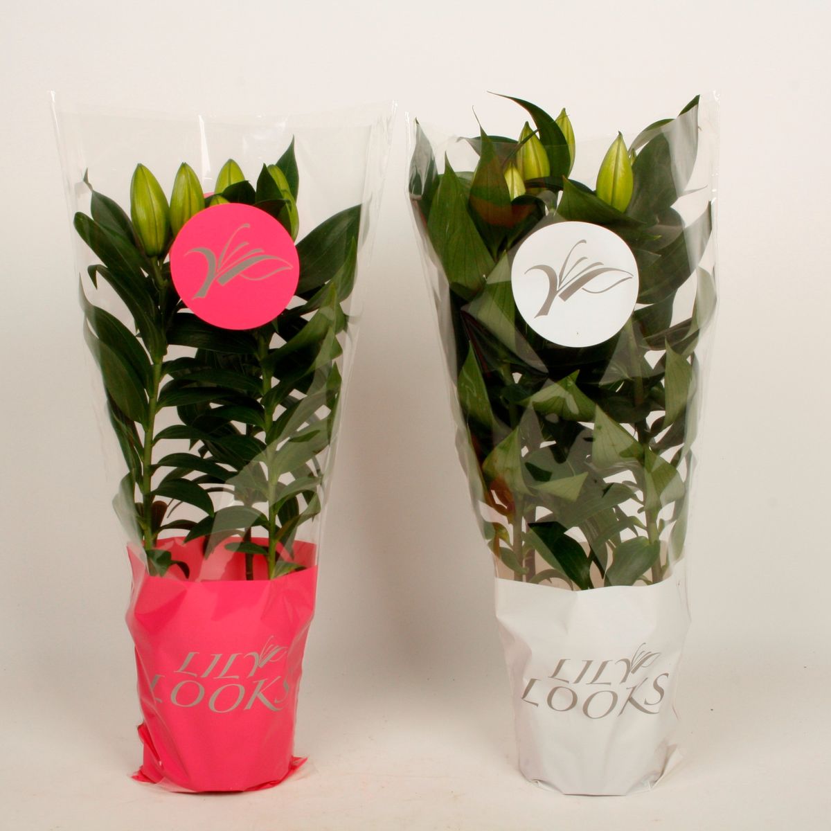 p7fggnlmgg4mg2h1aamcvn1e09u9if