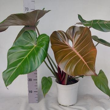 Philodendron 'Summer Glory'