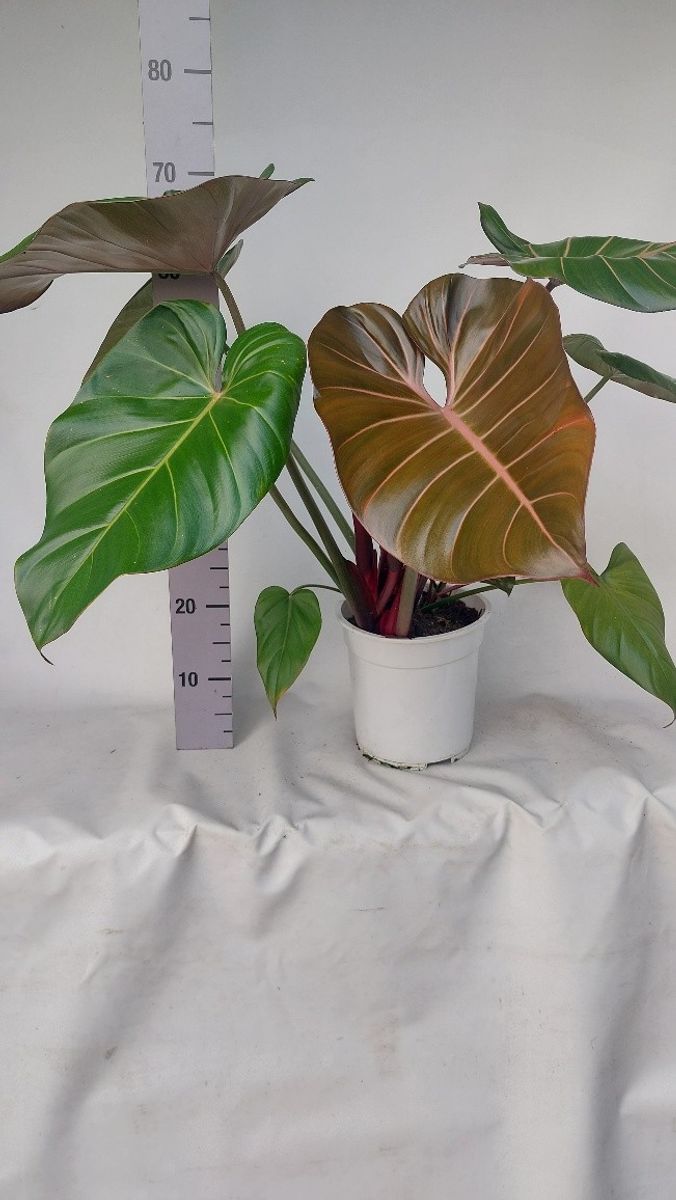 Philodendron 'Summer Glory'  Plant Wholesale FlorAccess