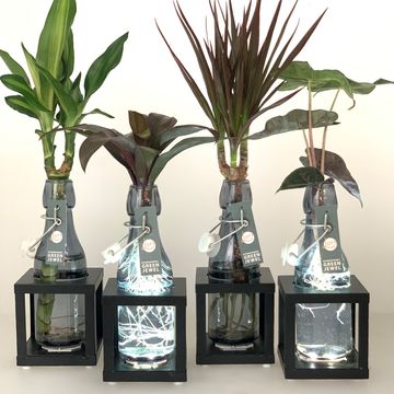 Arrangement Houseplants