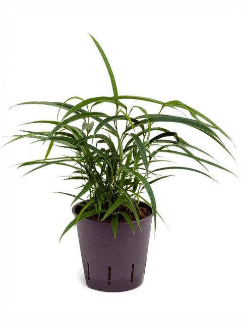 Ficus binnendijkii 'Alii'