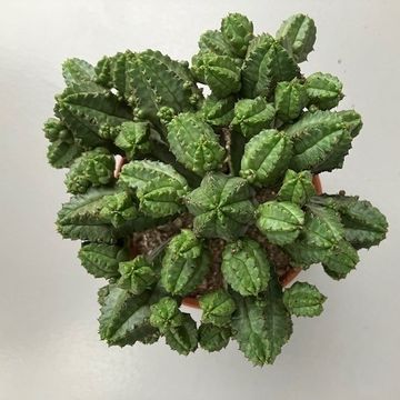 Euphorbia tubiglans