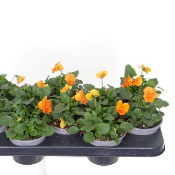 Viola 'Penny Orange'