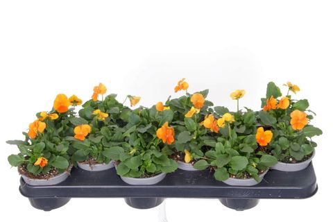 Виола 'Penny Orange'