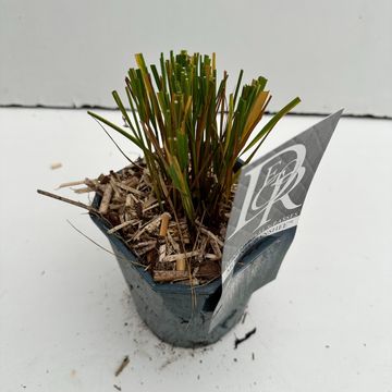 Molinia caerulea 'Banshee'