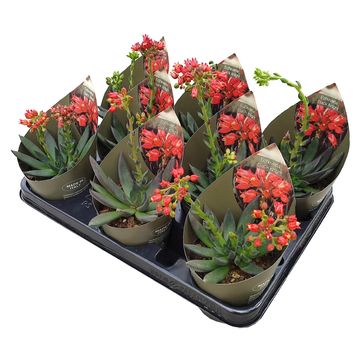 Echeveria 'Black Knight'