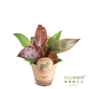 Filodendro 'Cherry Red'