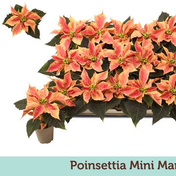 Euphorbia pulcherrima CHRISTMAS FEELINGS MARBLE