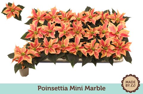 Euphorbia pulcherrima CHRISTMAS FEELINGS MARBLE