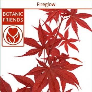 Acer palmatum 'Fireglow'