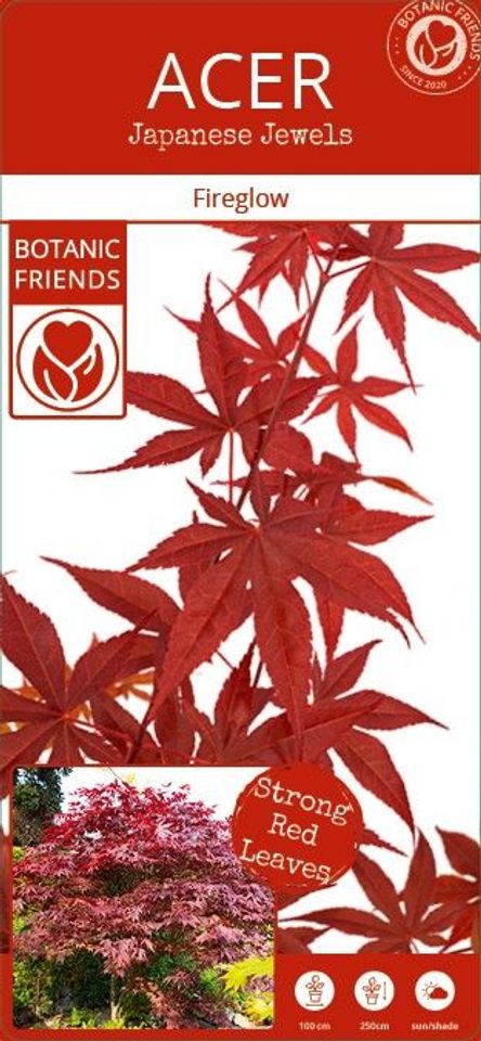 Acer palmatum 'Fireglow'