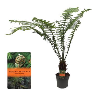 Dicksonia antarctica