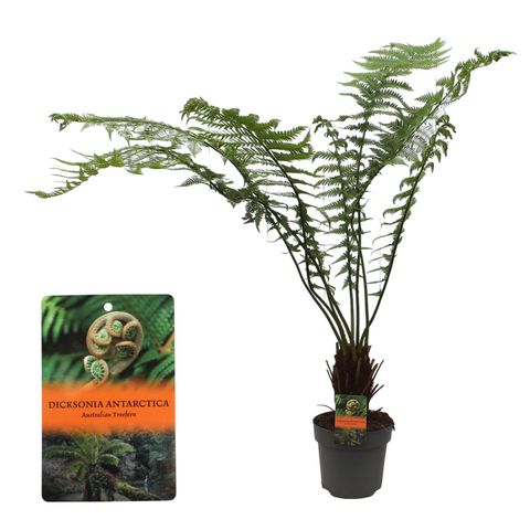 Dicksonia antarctica