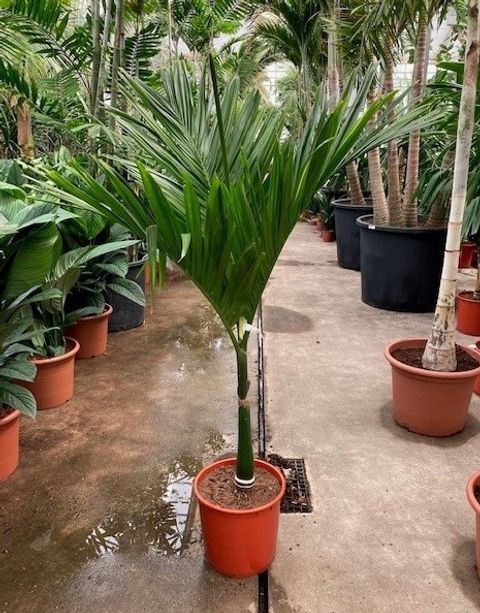 Areca catechu