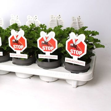 Pelargonium ANGEL PARFUM NOVA