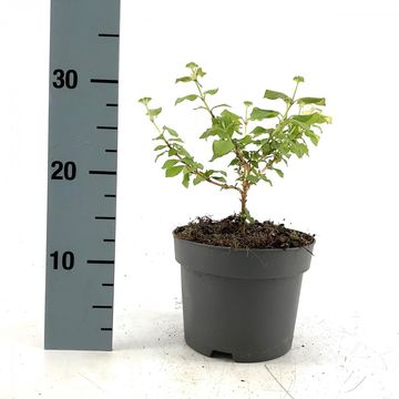 Cornus sanguinea 'Midwinter Fire'