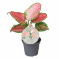 Aglaonema 'Lucky Red'