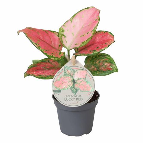 Aglaonema 'Lucky Red'