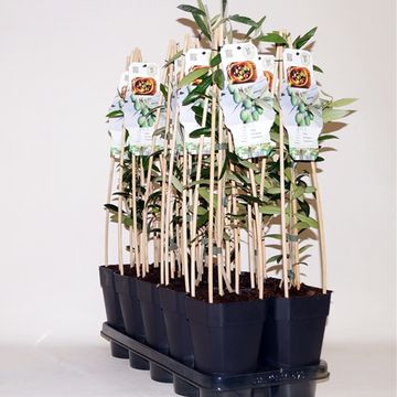 Olea europaea 'Cipressino'