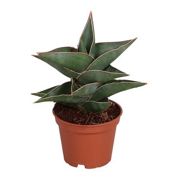 Sansevieria 'Lavranos'