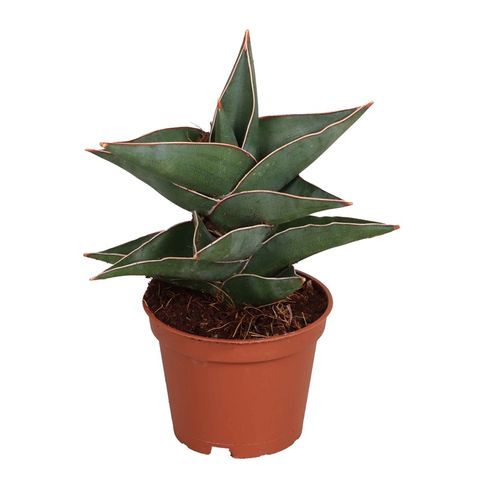 Sansevieria 'Lavranos'