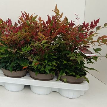 Nandina domestica OBSESSED