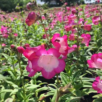 Penstemon 'Polaris Pink'