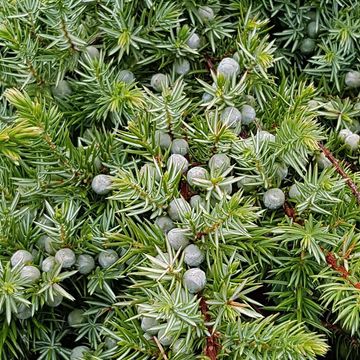 Juniperus conferta 'Schlager'