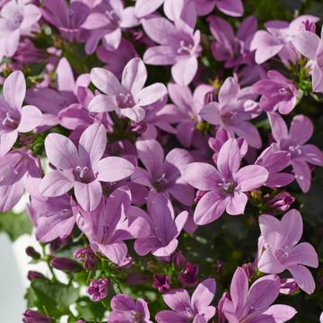 Campanula portenschlagiana AMBELLA MIX