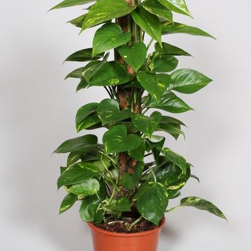 Epipremnum pinnatum