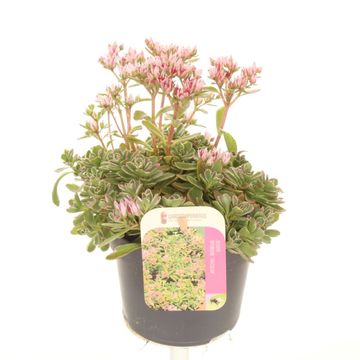 Sedum spurium 'Tricolor'