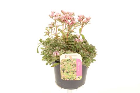 Sedum spurium 'Tricolor'